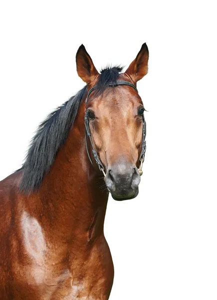 Söt ung bay häst isolerad på vit — Stockfoto