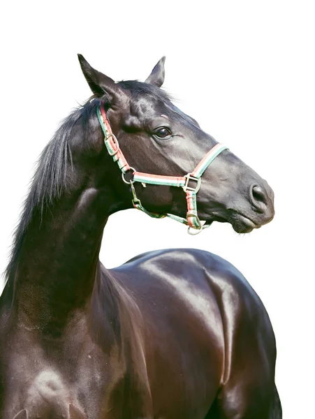 Vackra unga rasen häst isolerad på vit — Stockfoto