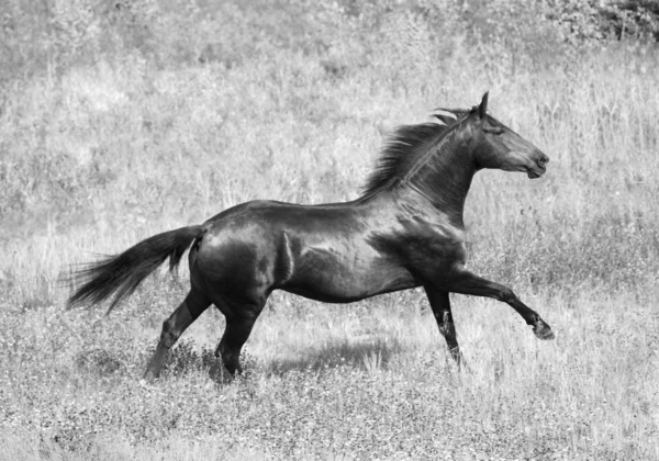 Beautiful mare in move in B&W — Stock Photo, Image