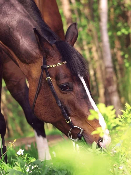 Portret van begrazing baai paard — Stockfoto