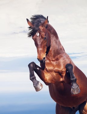 Bay horse rearing at beautiful sky background