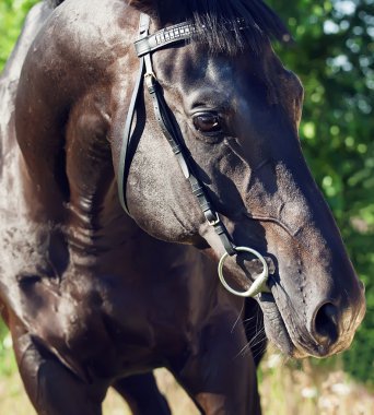 Portrait of pretty black stallion closeup