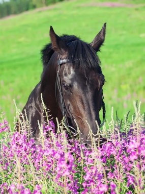 Beautiful black stallion in blossom field