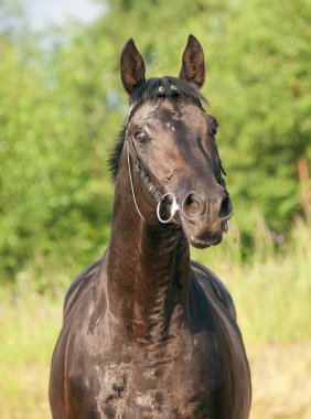 Portrait of pretty black stallion in field