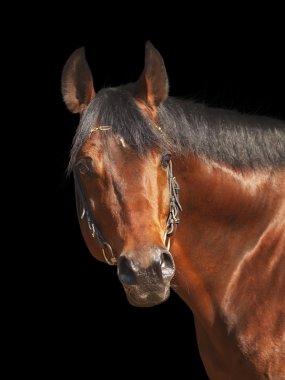 Portrait of bay horse over black