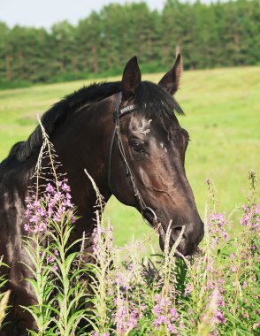 Beautiful black stallion in blossom field