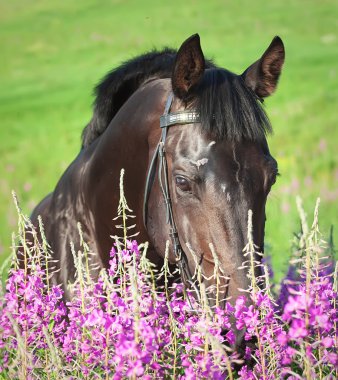 Beautiful black stallion around pink flowers