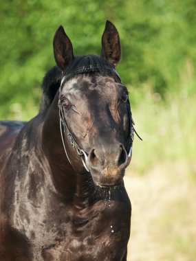 Portrait of cute black stallion at nice rural background