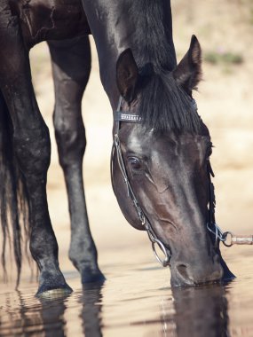 Portrait of black beauty drinking horse in river