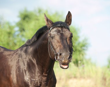 Portrait of funny horse at nice rural background