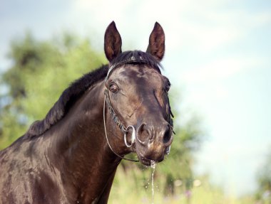 Portrait of cute black stallion at nice rural background