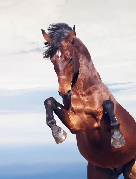 Öböl ló tenyésztése a gyönyörű ég háttere — Stock Fotó