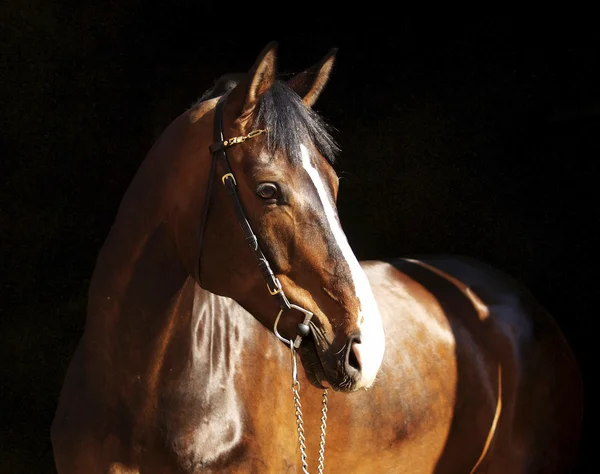 Felső fekete ló portréja — Stock Fotó