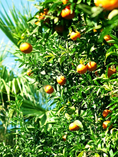 Mandarines sur l'arbre — Photo