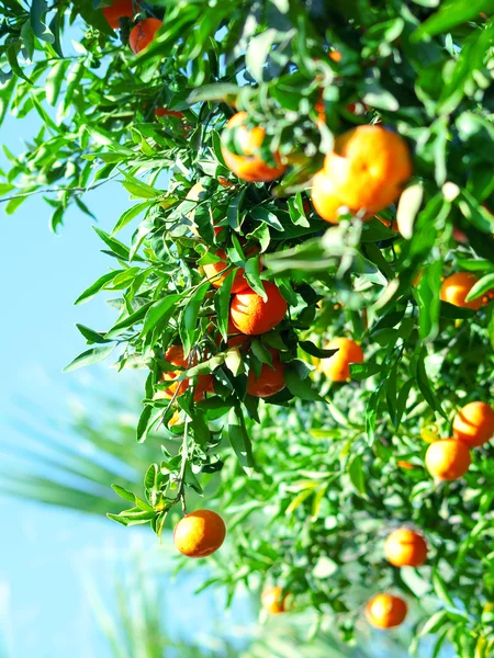 Mandarines sur l'arbre — Photo