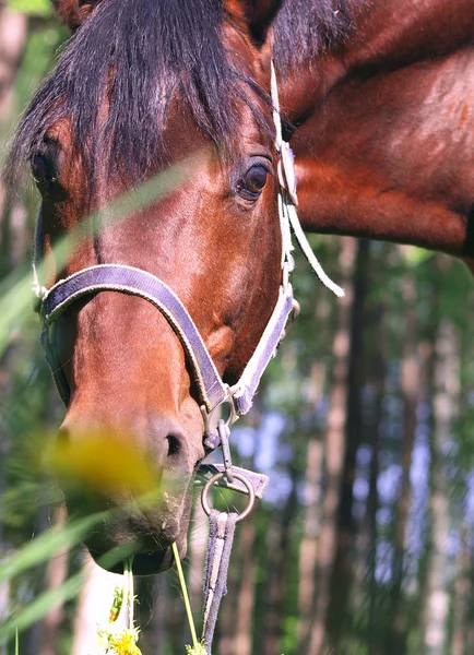 Portrait of bay horse with yellow flowers — Stock Photo, Image