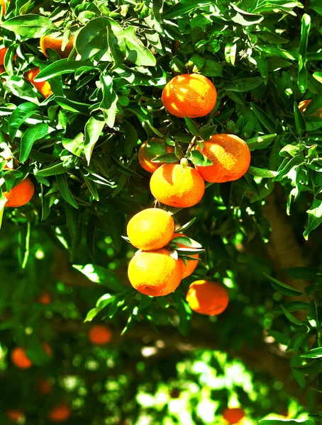 Mandarin a fán — Stock Fotó