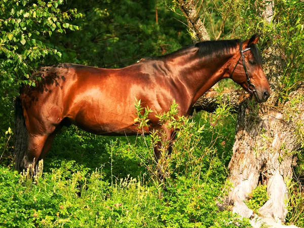 Beautiful bay gloss horse in the verdure — 图库照片