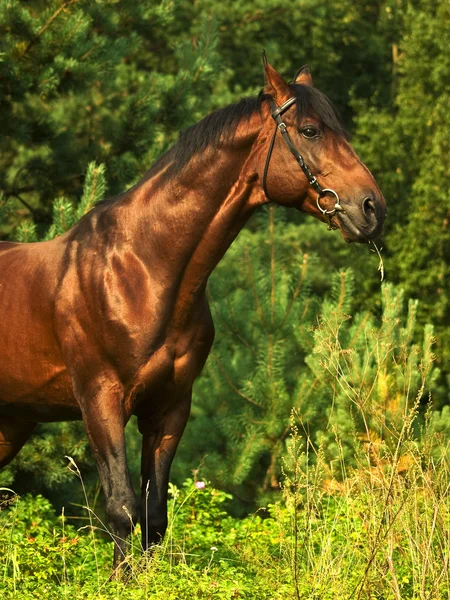 Beautiful bay gloss horse in the verdure — 图库照片