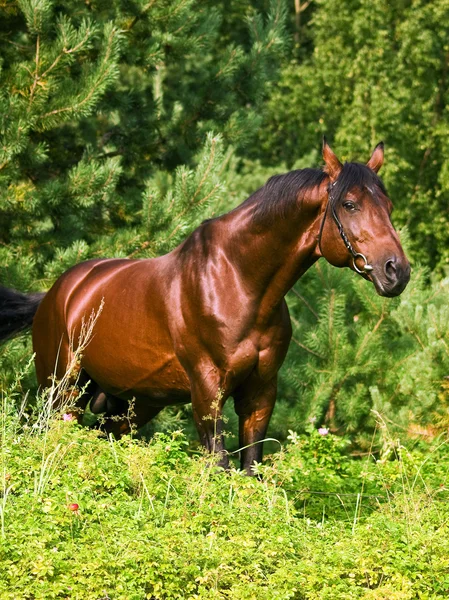 Beautiful bay gloss horse in the verdure — Stockfoto