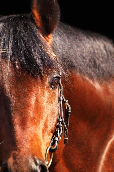 Portrait of bay horse over black closeup — Stok fotoğraf