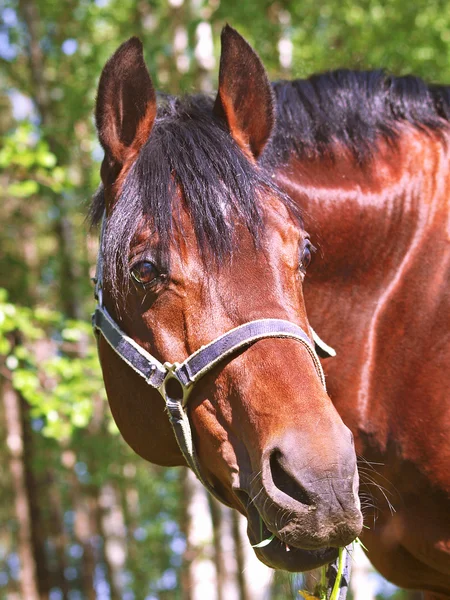 Portrait of bay horse with grass — Stock Photo, Image