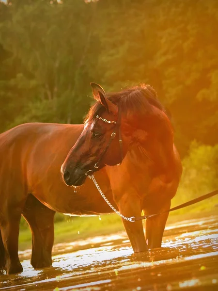 Beautiful horse in sunny twilight — Stok fotoğraf
