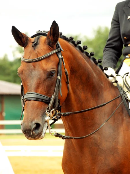 Portrait of dressage horse — Stockfoto