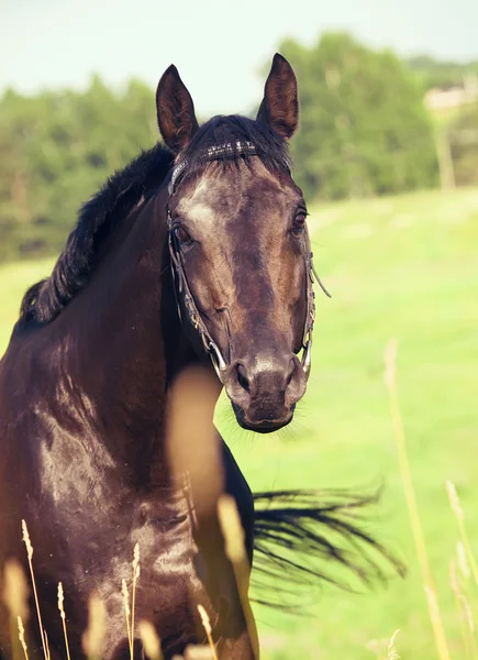 Pretty black stallion in field — Stockfoto