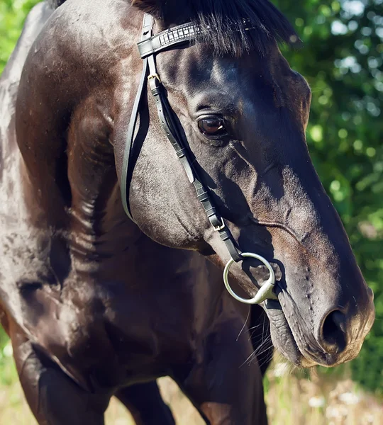 Portrait of pretty black stallion closeup — Stok fotoğraf
