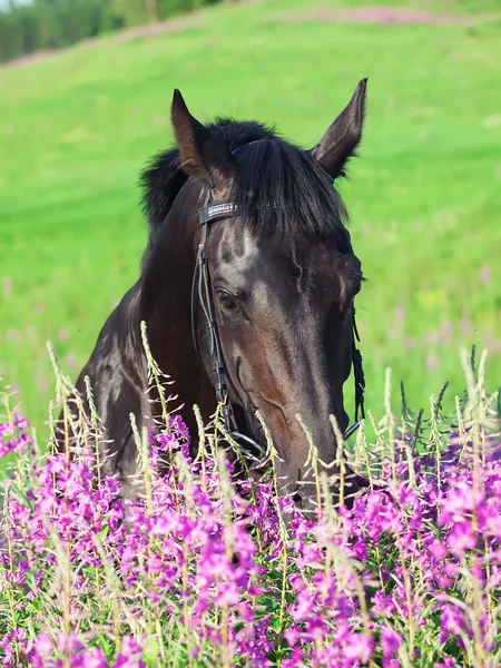 Hermoso semental negro en campo de flores — Foto de Stock