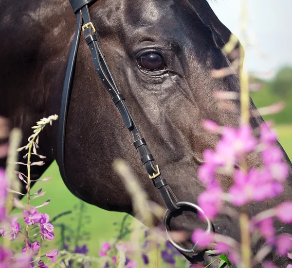 Portrait of beautiful black stallion around pink flowers closeup — Stok fotoğraf