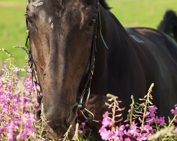 Πορτρέτο του αρκετά μαύρο stallion γύρω από το ροζ λουλούδια closeup — Φωτογραφία Αρχείου