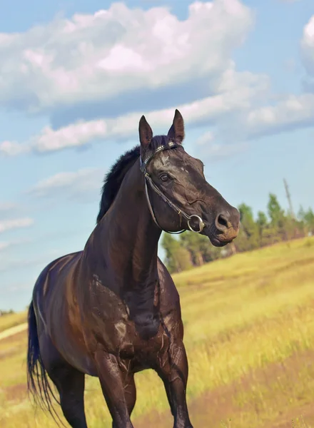 Pretty black stallion in field — Stock Photo, Image