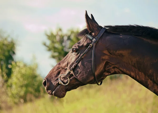 Portrait of nice black stallion — Stok fotoğraf