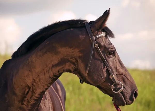 Beautiful portrait of pretty black stallion — Stock Photo, Image