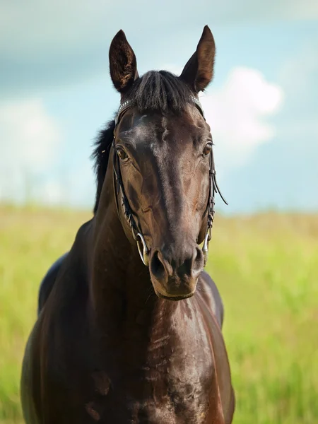 Beautiful portrait of pretty black stallion in field — Stockfoto