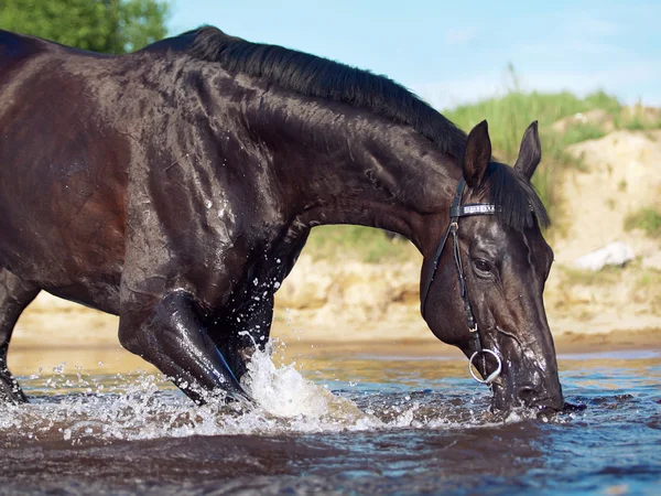 Bellissimo ritratto di grazioso stallone nero nel lago — Foto Stock