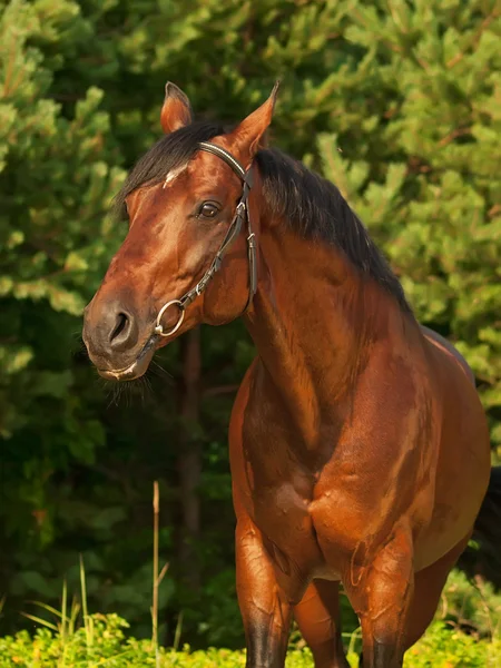 Bay beautiful stallion at pine background — Stok fotoğraf