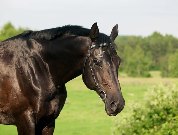 Beautiful black stallion in meadow — Stok fotoğraf