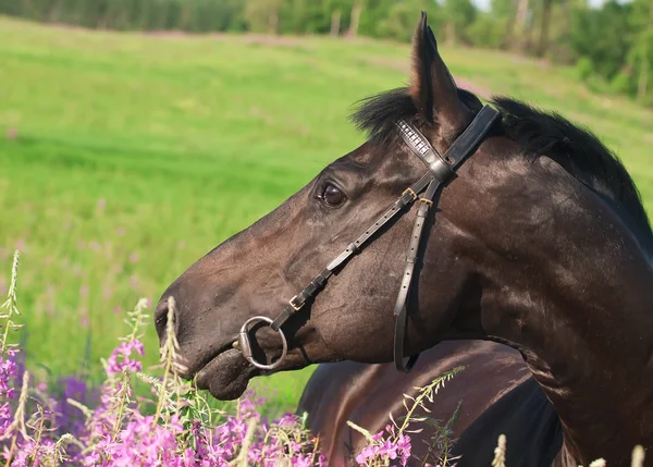 Portrait of nice around black stallion — Stock Photo, Image