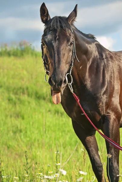 Funny black beautiful stallion in the meadow — Stockfoto