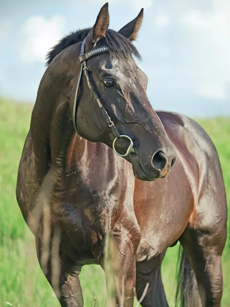 Black beautiful stallion in the meadow — Stock Photo, Image