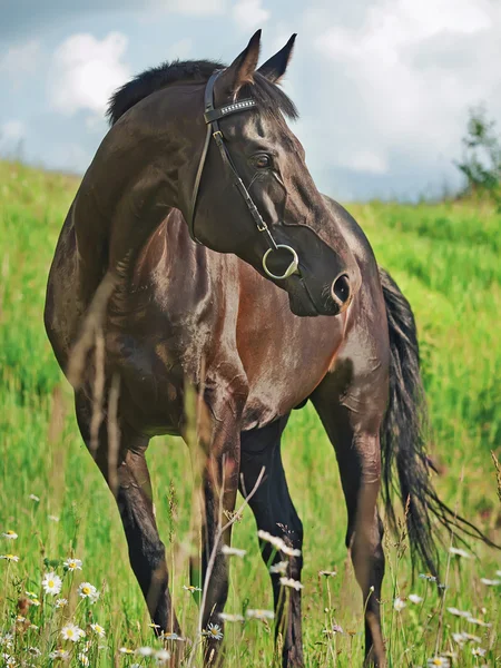 Black beautiful stallion in the meadow — Stock Photo, Image