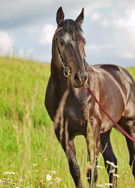 Black beautiful stallionin the meadow — Stock Photo, Image