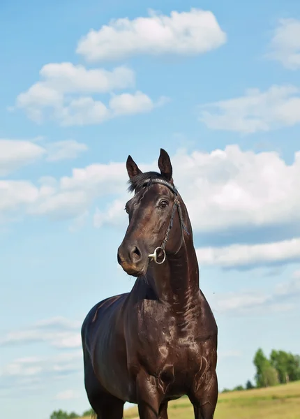 Pretty black stallion in field — Stockfoto