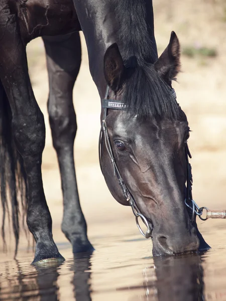 Ritratto di bellezza nera che beve cavallo nel fiume — Foto Stock