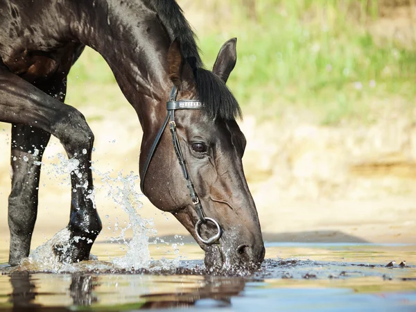 Retrato de caballo negro bebiendo belleza en el lago — Foto de Stock