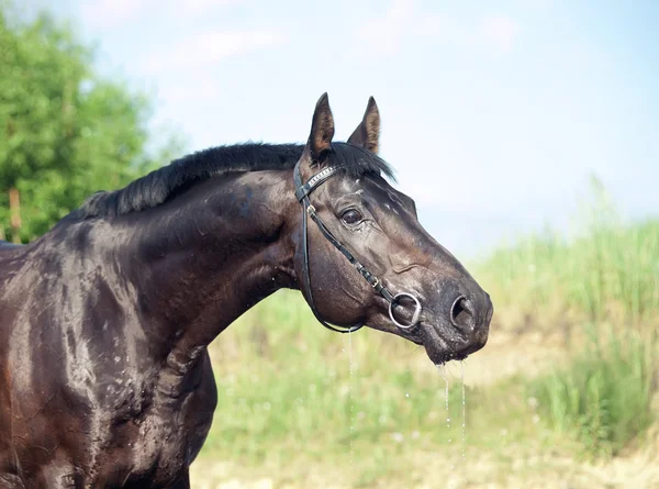 Beautiful portrait of pretty black stallion — Stock Photo, Image
