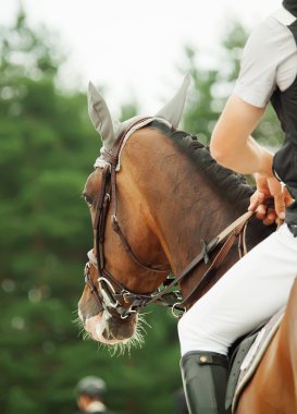 Portrait of jumping horse in move